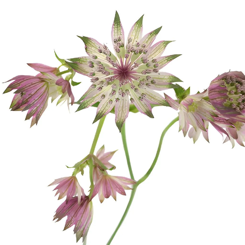 Green Splash Pink Astrantia Flowers