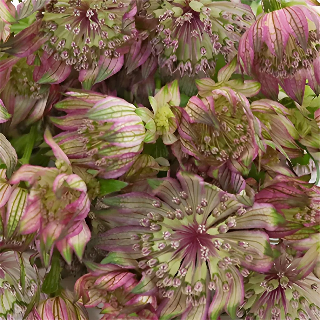 Green Splash Pink Astrantia Flowers